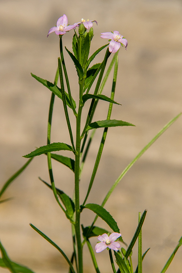 Drobnocvetni vrbovec
Drobnocvetni vrbovec. Spodnja Bohinjska dolina.
Ključne besede: drobnocvetni vrbovec epilobium parviflorum