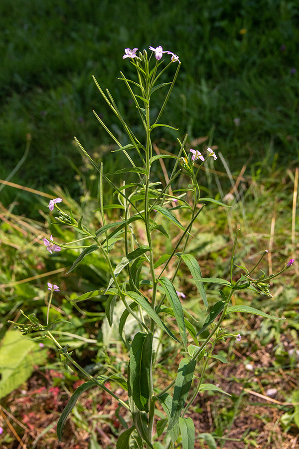 Drobnocvetni vrbovec
Drobnocvetni vrbovec. Spodnja Bohinjska dolina.
Ključne besede: drobnocvetni vrbovec epilobium parviflorum