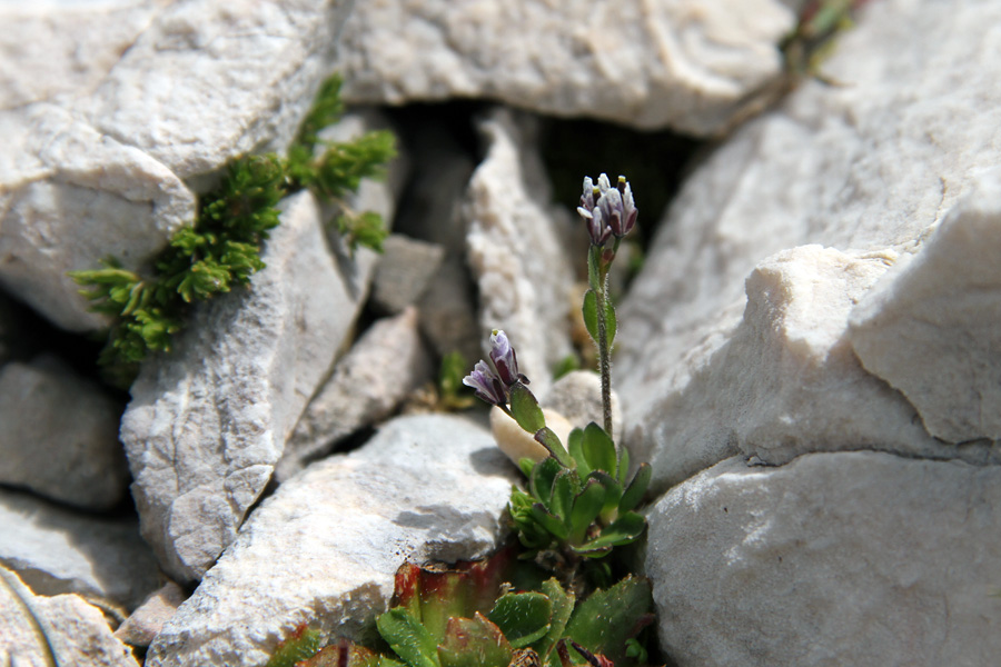 Modrikasti repnjak
Modrikasti repnjak.
Ključne besede: modrikasti repnjak arabis caerulea