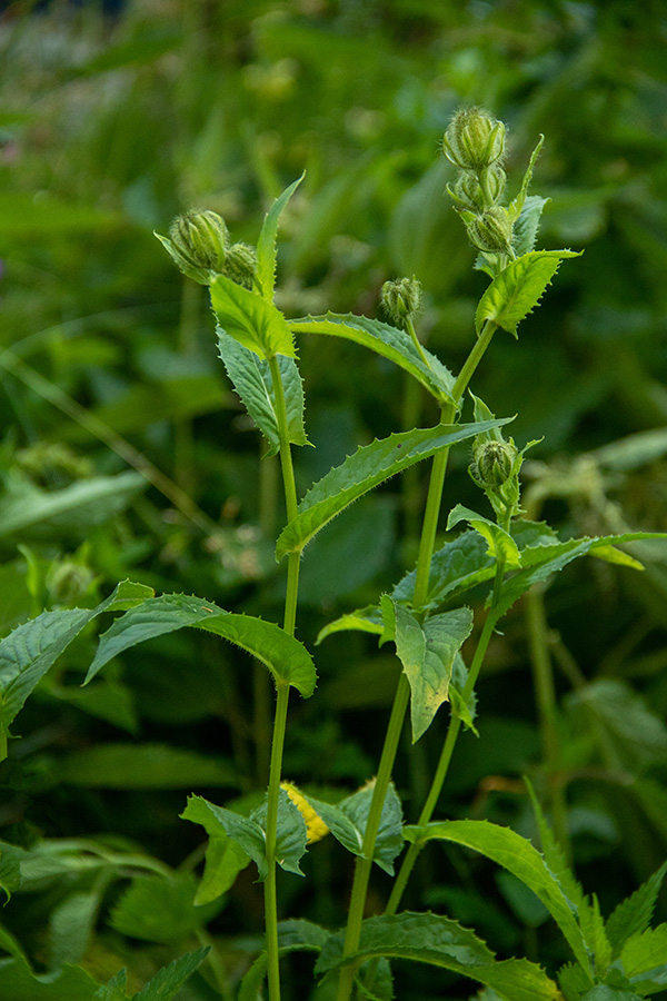 Lučnikovolistni dimek 
Še ne cvetoči lučnikovolistni dimek. Na Dednem polju.
Ključne besede: lučnikovolistni dimek crepis pyrenaica