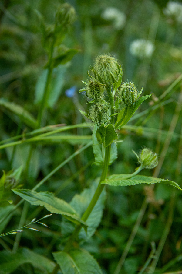 Lučnikovolistni dimek 
Še ne cvetoči lučnikovolistni dimek. Na Dednem polju.
Ključne besede: lučnikovolistni dimek crepis pyrenaica