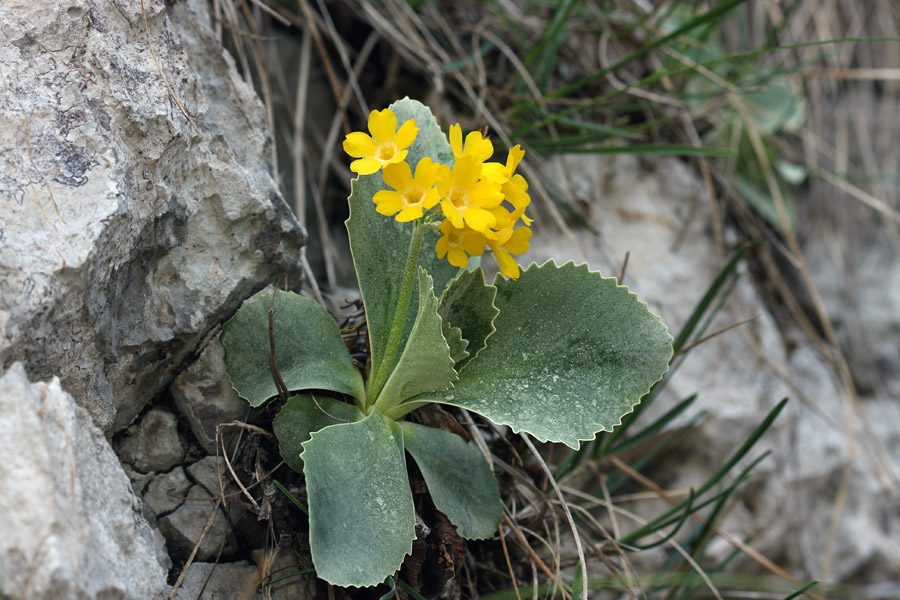 Avrikelj I.
Avrikelj v stenah Studorja.
Ključne besede: lepi  jeglič  avrikelj  primula  auricula