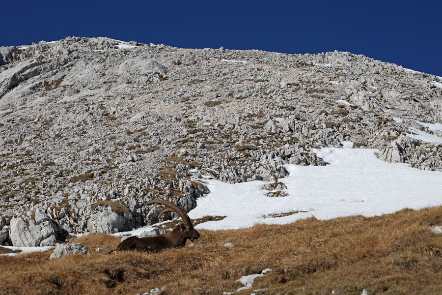 Kralj pod Debelim vrhom
Pod vrhom Debelega vrha se kozorog ni pustil motiti.
Ključne besede: debeli vrh kozorog capra ibex