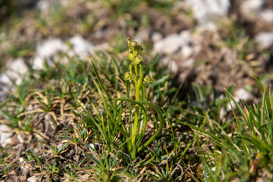 Alpska cepetuljka
Alpska cepetuljka. Na sedlu med Prvim Voglom in Slatno.
Ključne besede: alpska cepetuljka chamorchis alpina