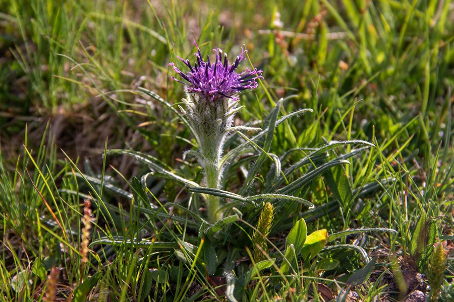 Pritlikava kosmatulja
Pritlikava kosmatulja. Na Slatni.
Ključne besede: pritlikava kosmatulja saussurea pygmaea