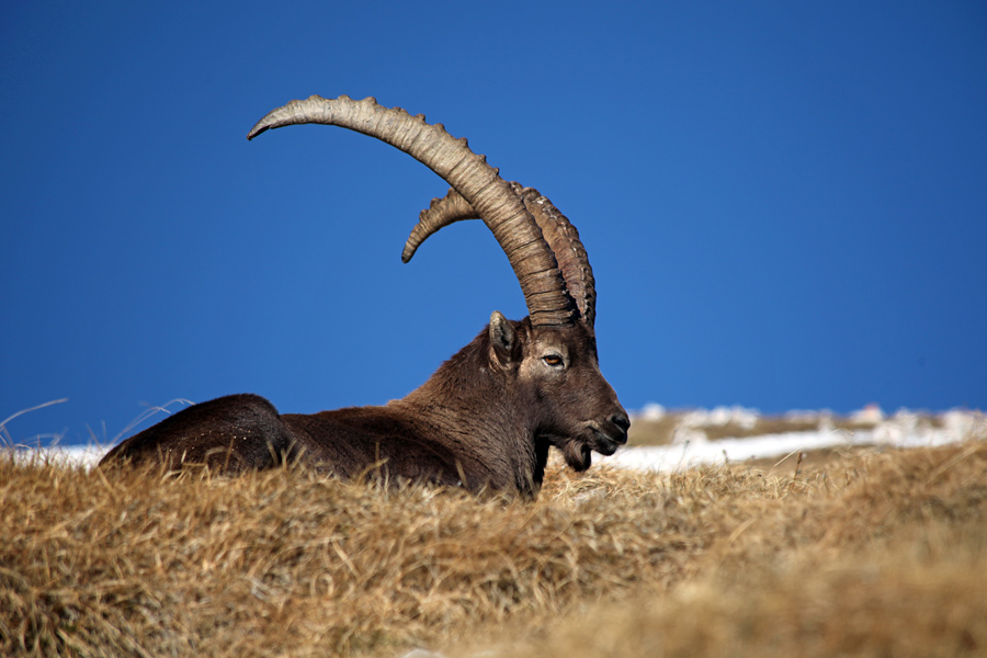 Kozorog pod Debelim vrhom
Kozorog pod Debelim vrhom.
Ključne besede: kozorog capra ibex ibex