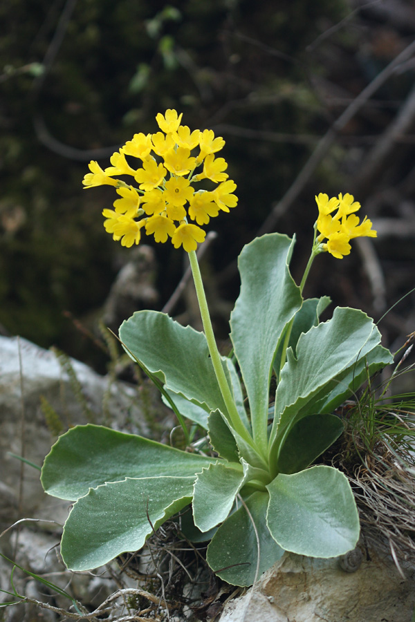 Avrikelj II.
Avrikelj v stenah Studorja.
Ključne besede: lepi  jeglič  avrikelj  primula  auricula