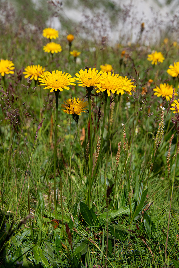 Predalpski dimek
Predalpski dimek.
Ključne besede: predalpski dimek crepis alpestris