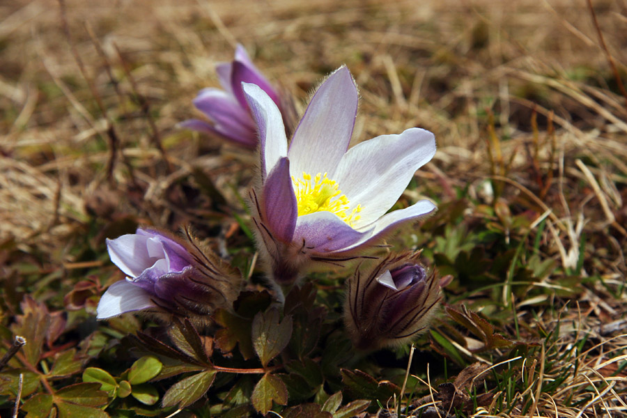 Staro in mlado
Letos so spomladanski kosmatinci zelo pohiteli.
Ključne besede: spomladanski  kosmatinec  pulsatilla  vernalis