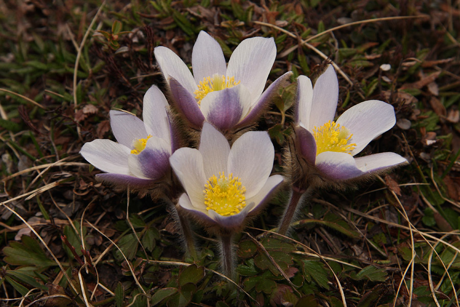 Kosmatinci
Že odprti spomladanski kosmatinci.
Ključne besede: spomladanski  kosmatinec  pulsatilla  vernalis