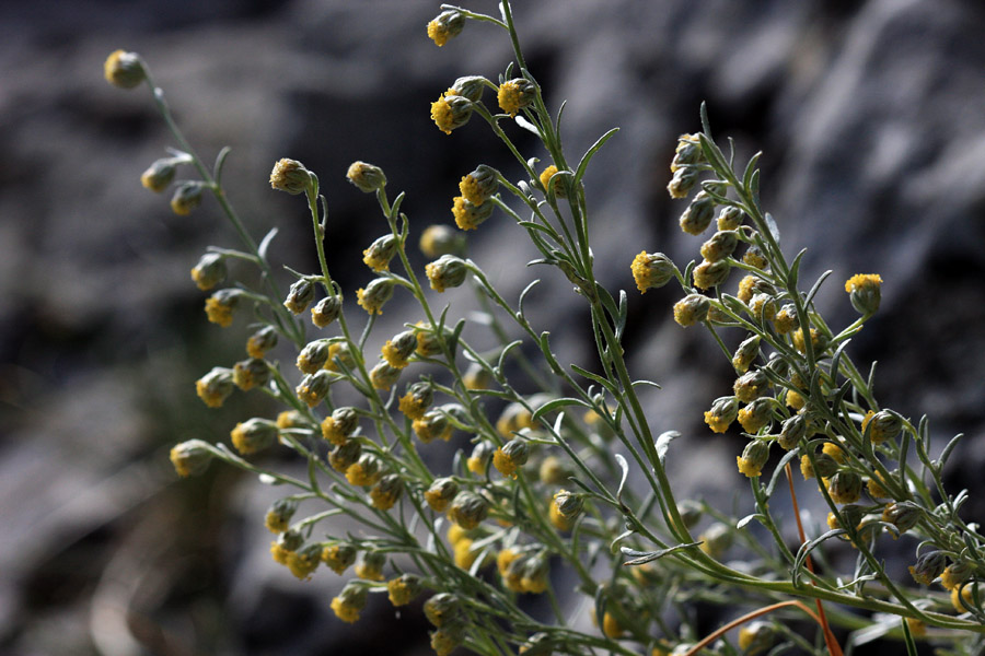 Cvetovi bleščečega pelina
Cvetovi bleščečega pelina.
Ključne besede: bleščeči pelin artemisia nitida