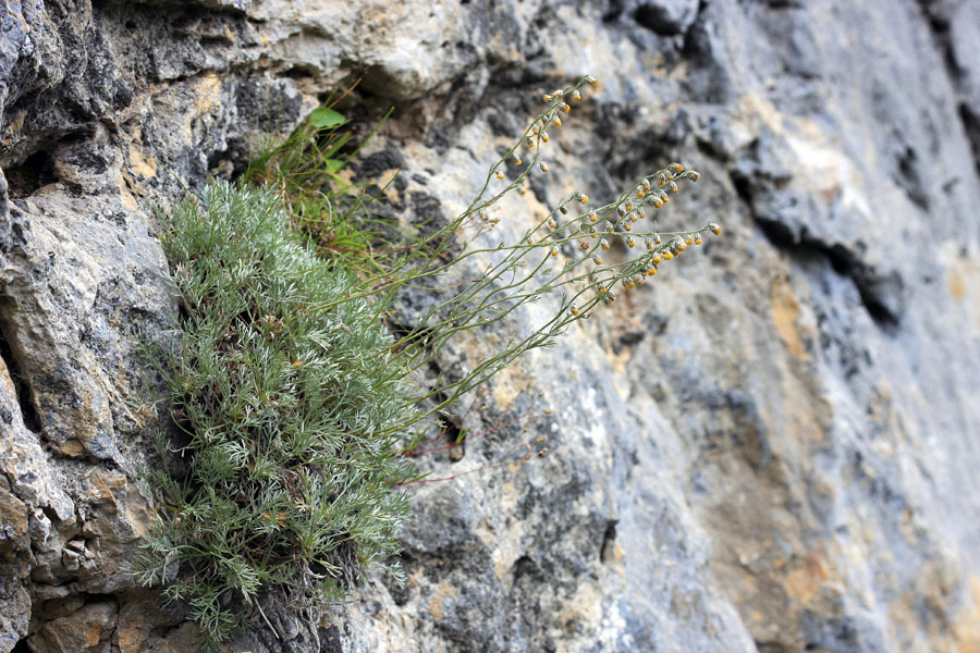 Bleščeči pelin
Bleščeči pelin v prepadnih skalah.
Ključne besede: bleščeči pelin artemisia nitida